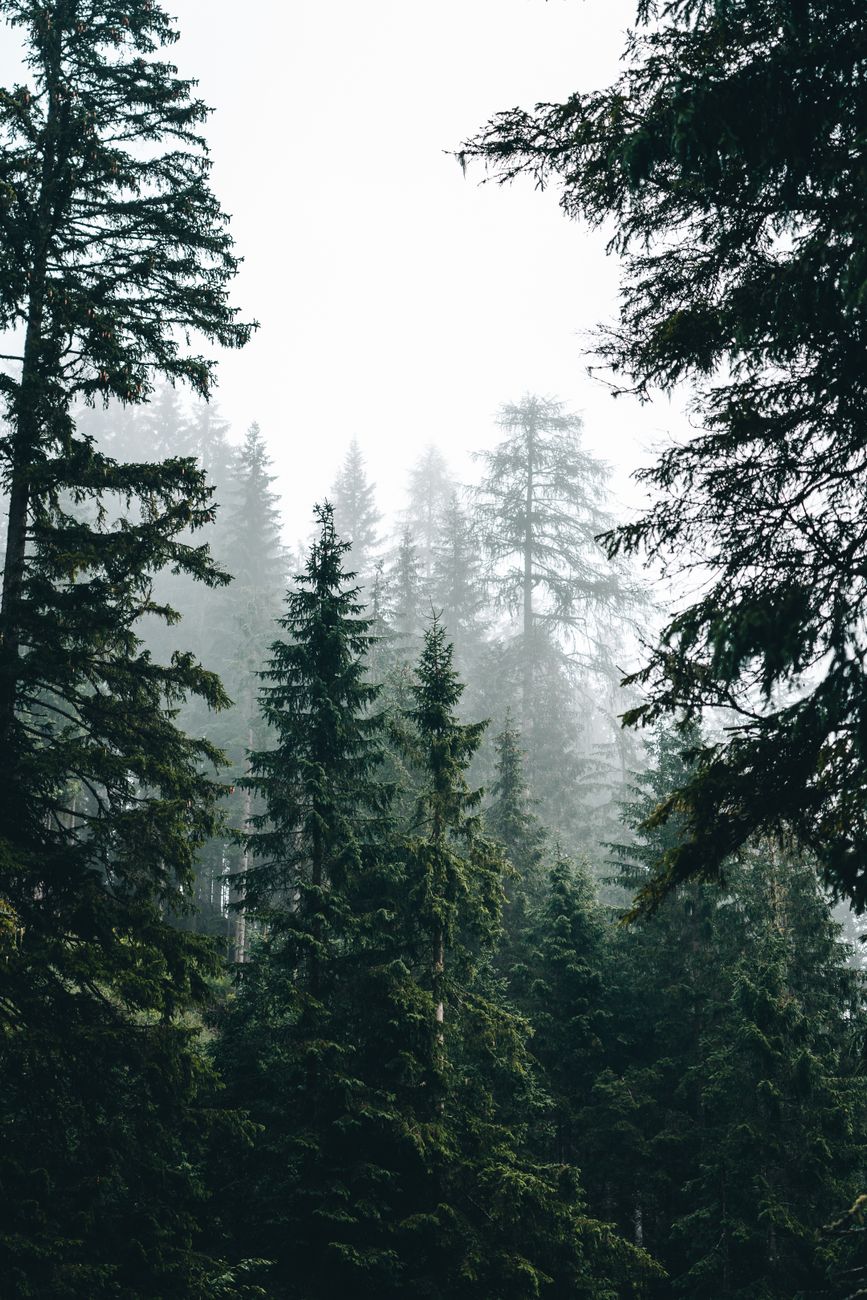 Tall evergreen trees rising into a pale, misty sky